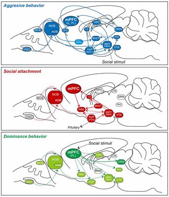 Neuroanatomical Substrates of Rodent Social Behavior: The Medial Prefrontal Cortex and Its Projection Patterns